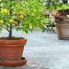 Plant A Lemon Tree In Your Backyard ! thumb 7