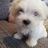 Two Teacup Maltese Puppies Needs a New Family thumb 1