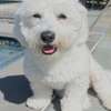 maltese fluffy puppies thumb 1