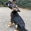 3.3 months Big Boned GSD Puppy Available thumb 5
