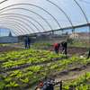 Trusted & Vetted Gardeners Recruitment Agency Kenya thumb 3