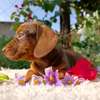 Miniature Dachshunds thumb 1