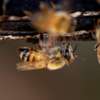 Bee Removal Service |Expert Wasp & Bee Removal | Schedule An Appointment thumb 9