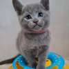 Beautiful pure breed Russian blue kittens thumb 0