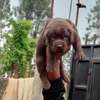 Chocolate labrador thumb 1