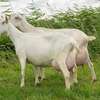 Dairy Goat Brown Milk Producer Healthy Mature thumb 5
