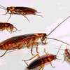Pest Control and Fumigation Services Kiambu thumb 2