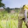 Farm Workers & Dairy Staff for Hire in Kiambu.Fast & Trusted thumb 7