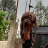 Chocolate labrador thumb 0