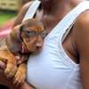 Miniature Dachshunds thumb 2