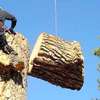 Professional Tree Removal & Felling in Runda thumb 0