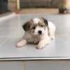 Havanese thumb 1