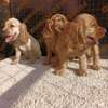 English Cocker spaniel puppies thumb 2