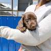 Miniature dachshund thumb 3