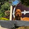 Cocker spaniel thumb 1