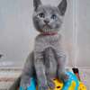 Beautiful pure breed Russian blue kittens thumb 1