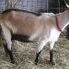 SANEN DAIRY GOATS thumb 4