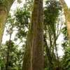 Mweria Timber & beams (Red Stinkwood) thumb 2
