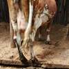 Ashley dairy cow thumb 1
