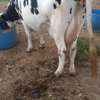 3 Dairy cows thumb 2