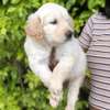 Golden retrievers thumb 3