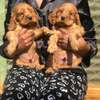 Golden Retriever Puppies Young Healthy Vaccinated thumb 0