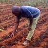Professional Gardeners for Hire in Thika Town | Call Now thumb 5