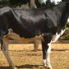 GRILLANDO HEIFERS thumb 1