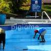 Swimming Pool Repair & Maintenance Services in Mountain View thumb 0