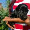 Miniature dachshund thumb 3