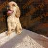 English Cocker spaniel puppy thumb 2