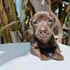 Miniature dachshund thumb 3