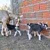 Dairy goats available thumb 3