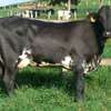 GRILLANDO HEIFERS thumb 0