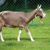Dairy Goat Brown Milk Producer Healthy Mature thumb 2
