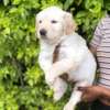 Golden retrievers thumb 0