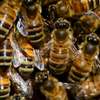 Bee Removal Service |Expert Wasp & Bee Removal | Schedule An Appointment thumb 11