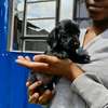 Miniature dachshund thumb 0