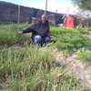 GARDENING & LANDSCAPING SERVICES IN NYERI thumb 3