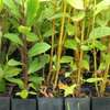 Landscaping & gardening services in Nairobi | Give us a call today. thumb 10