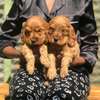 Golden Retriever Puppies Young Healthy Vaccinated thumb 2