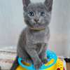 Beautiful pure breed Russian blue kittens thumb 4