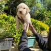 Golden retriever pups💕 thumb 1
