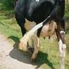 3 Dairy cows thumb 4