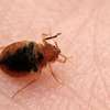 Bed Bug Removal Githunguri/Ruiru/Juja/Thika/Thogoto/Kikuyu thumb 11