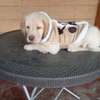 Labrador Retriever puppy thumb 2