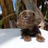 Miniature dachshund thumb 1