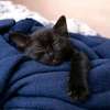Beautiful kittens ready for re homing thumb 1