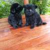 Havanese puppies thumb 1