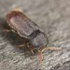 CHEAP Bed Bug Fumigation Services in Kiambu,Thika,Limuru thumb 7